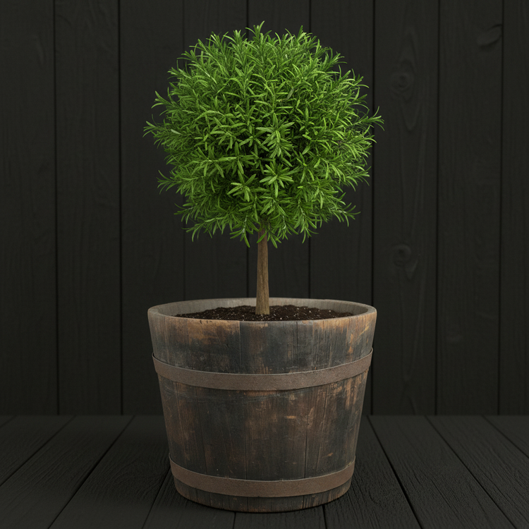 Antique Rustic Oak Barrel Bucket